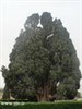 تصویر پیرترین درختان روی زمین +عکس